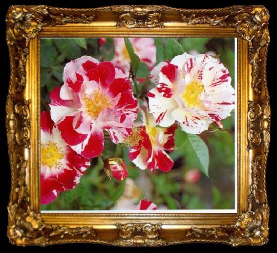 framed  unknow artist Still life floral, all kinds of reality flowers oil painting  139, ta009-2